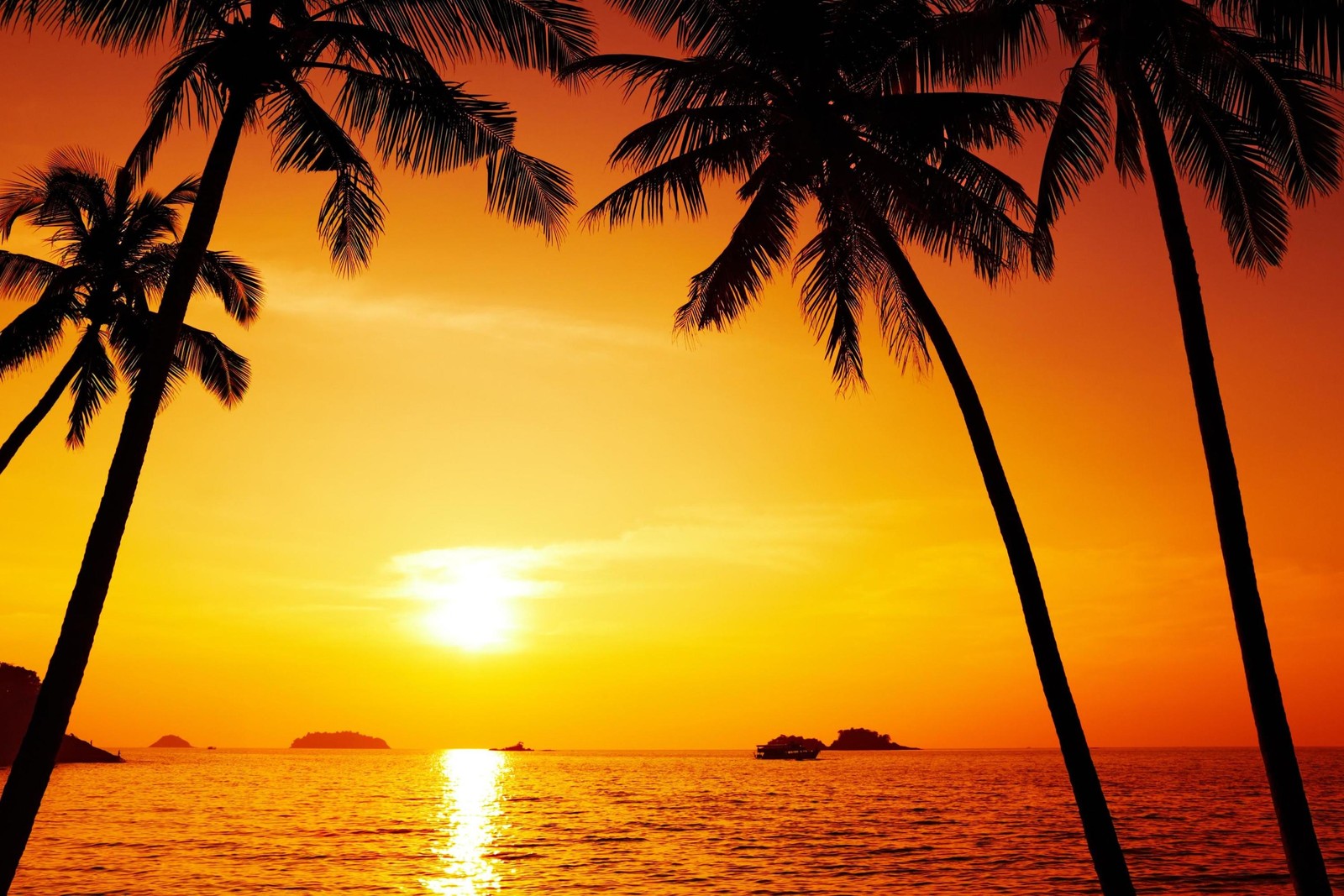 sunset, tropics, palm tree, sunrise, sea wallpaper