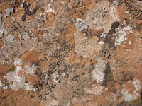 Textured Desert Rock Outcrop with Lichens and Patterns