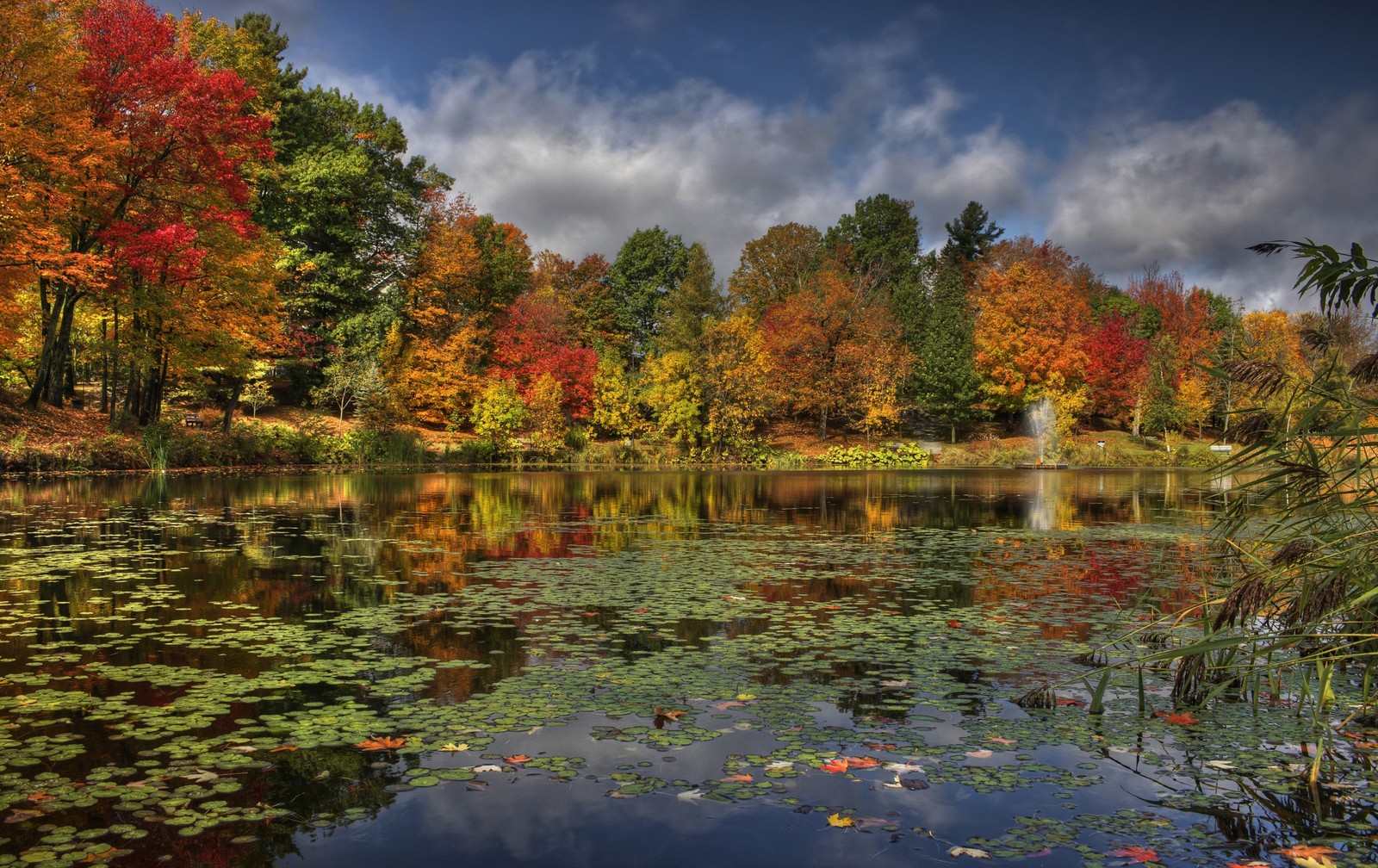 A pond with lily pads and trees in the background (reflection, nature, body of water, tree, leaf)