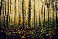 Autumn Tranquility in a Misty Deciduous Forest