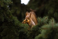 Squirrel foraging among evergreen branches.