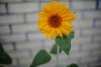 Lebendige Sonnenblume blüht vor einem strukturierten Hintergrund