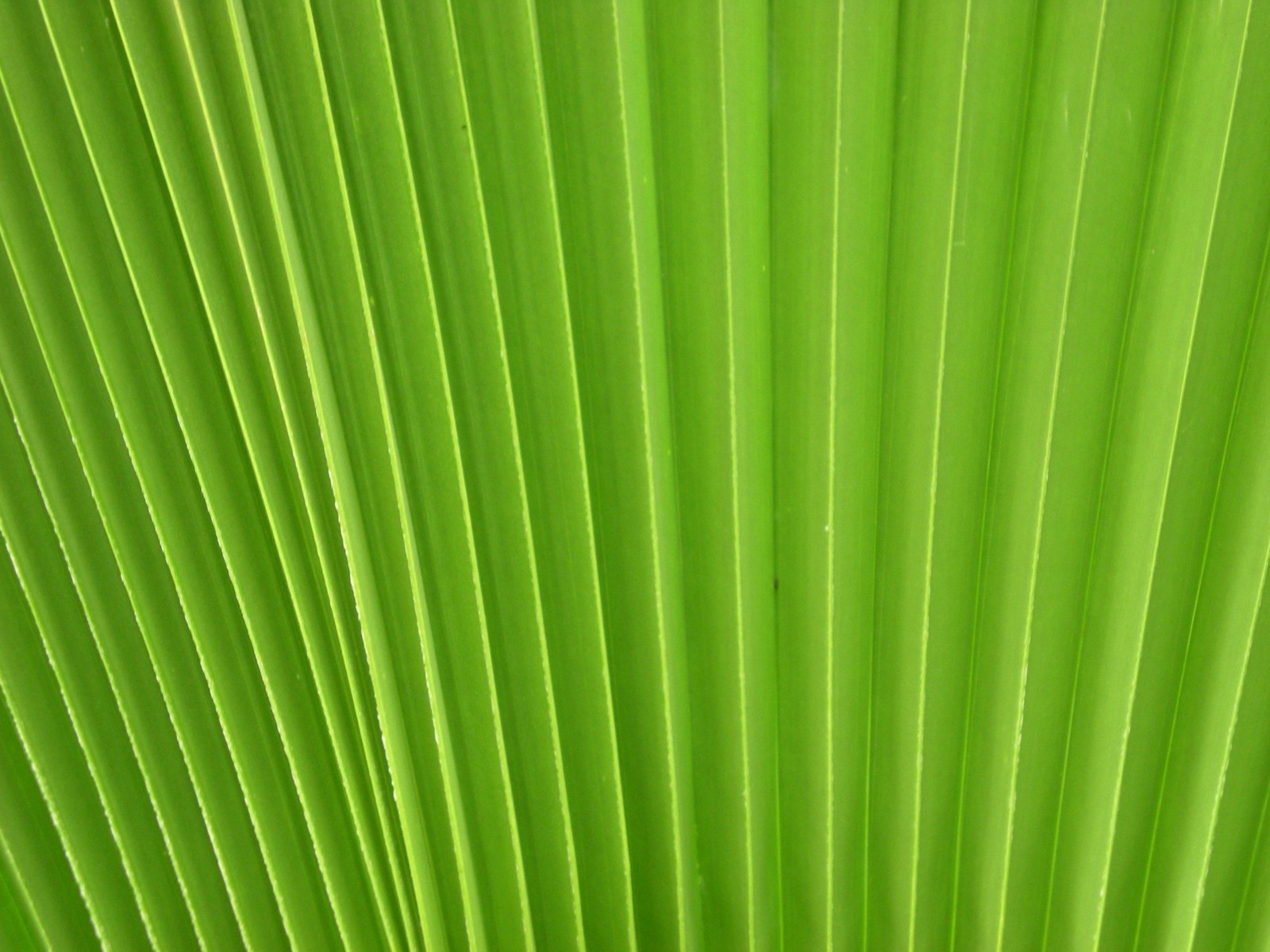 A close up of a green leaf with a white background (plant stem, leaf, green, line, banana leaf)