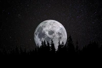 full moon, forest, night, dark, starry sky wallpaper