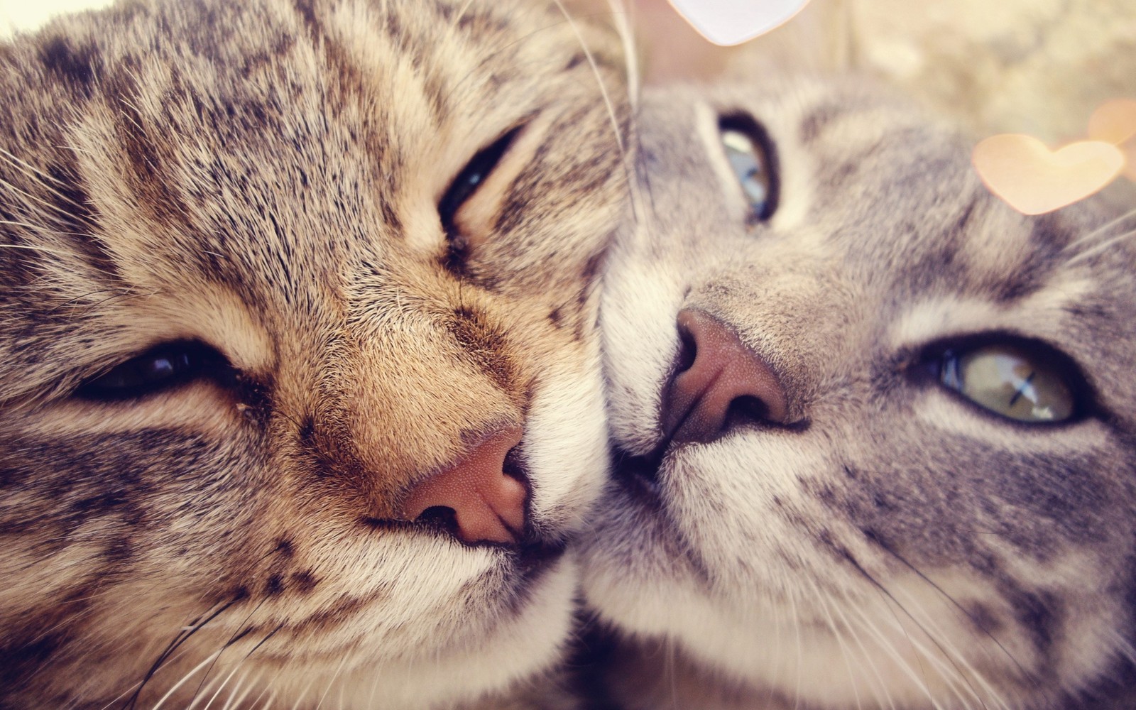 Existem dois gatos deitados um ao lado do outro (gato tigrado, gatinho, fofura, gato, bigodes)