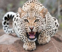 leopard, gepard, jaguar, schneeleopard, felidae