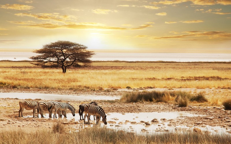 Зебры пьют воду из водопоя в пустыне (сафари, safari, дикая природа, луг, саванна)