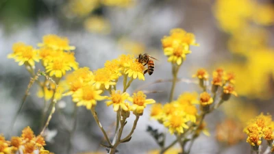 Abeille pollinisant des fleurs jaunes vives dans la nature