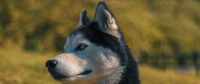 cachorro, husky siberiano, labrador retriever, cão lobo de saarloos, focinho