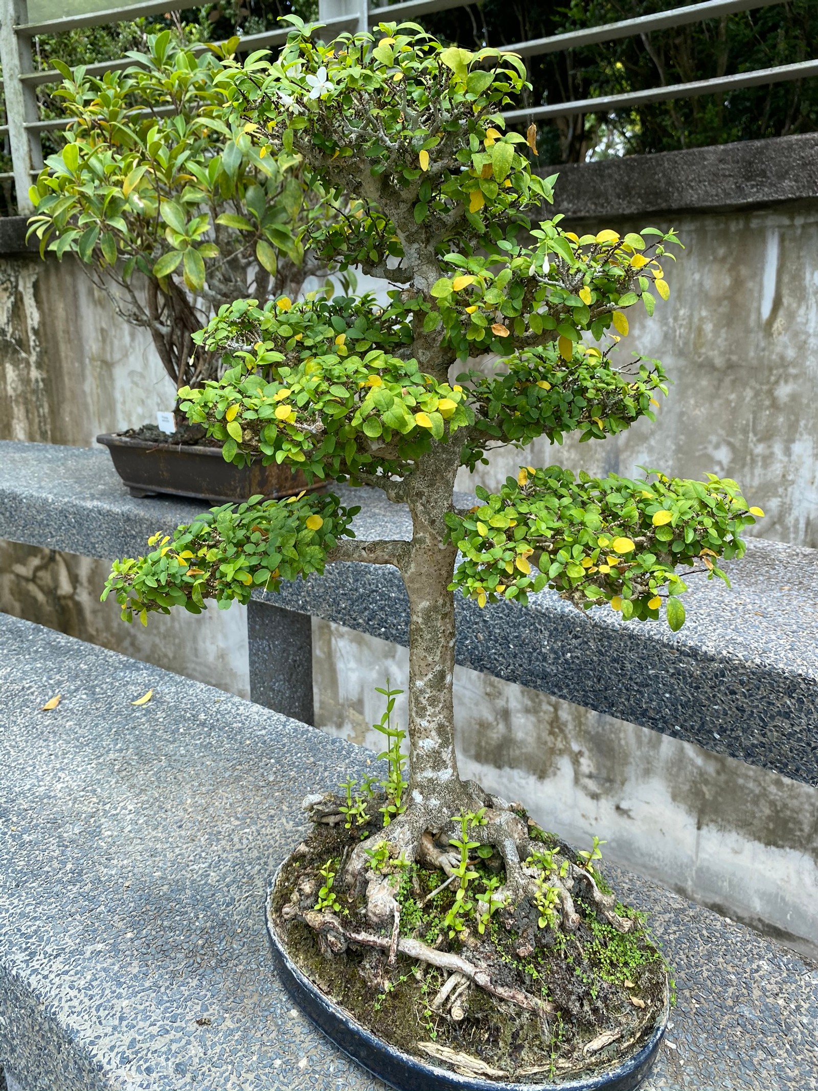 Hay un bonsai que está sentado en un banco (árbol, hoja, bonsái, plantas, biología)