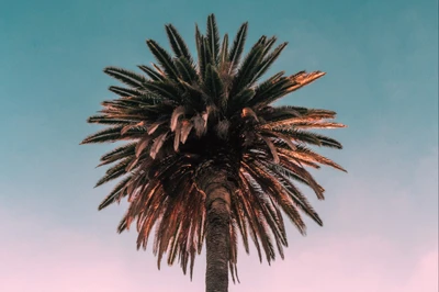 Palmera majestuosa contra un cielo despejado