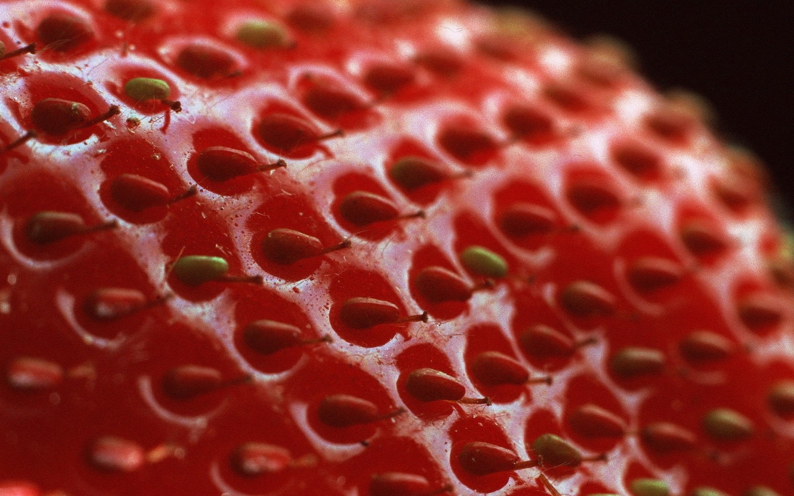 Baixar papel de parede morango, fruta, vermelho, comida, fotografia macro