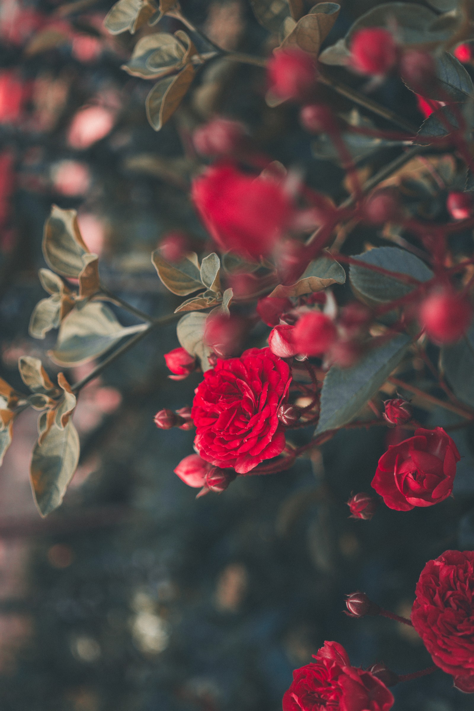 rose, flower, garden roses, red, petal wallpaper