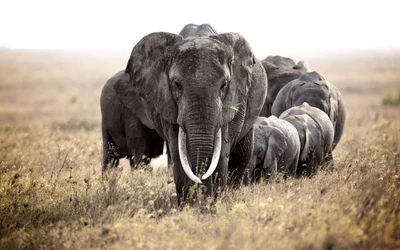 Un troupeau d'éléphants, y compris un jeune veau, paît dans une savane ensoleillée, mettant en valeur leurs majestueuses trompes et leur présence sereine dans la prairie.