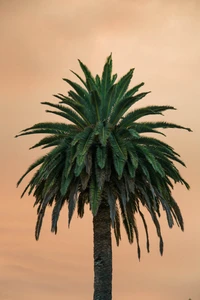 Palmera majestuosa contra un suave cielo de atardecer