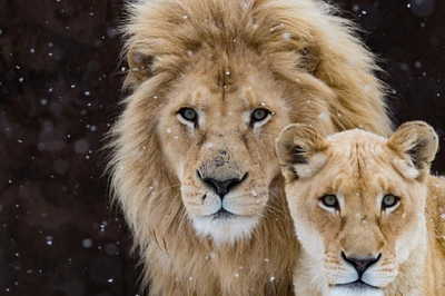 Majestic White Lions in a Snowy Landscape