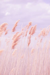 Herbes pastel douces sous un ciel rose