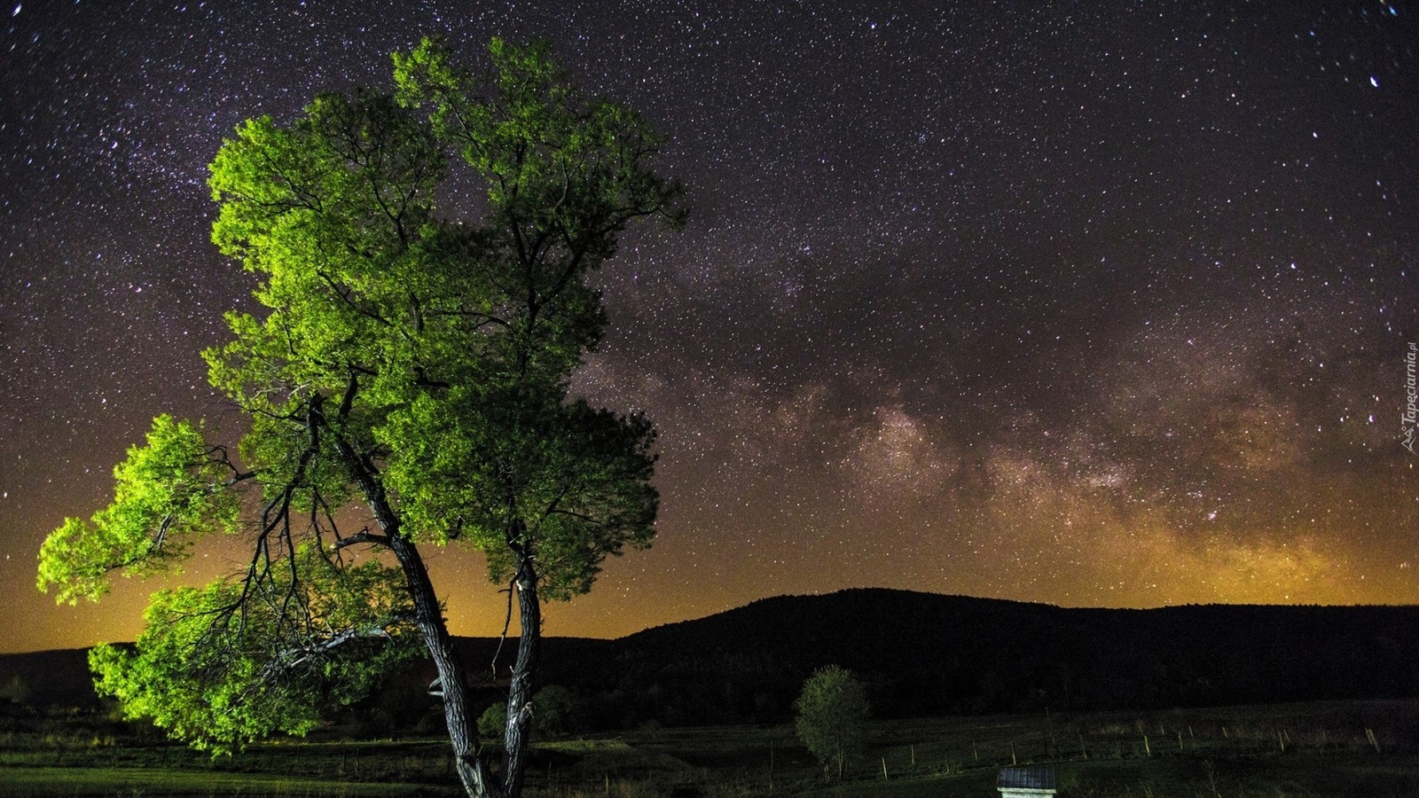 Descargar fondo de pantalla estrella, naturaleza, noche, árbol, bioma