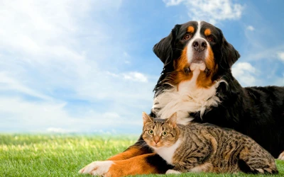 Um cão da montanha de Berna e um gato tabby descansando juntos na grama verde exuberante sob um céu azul claro.