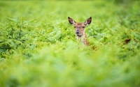 cerf, chevreuil, faune, réserve naturelle, animal terrestre