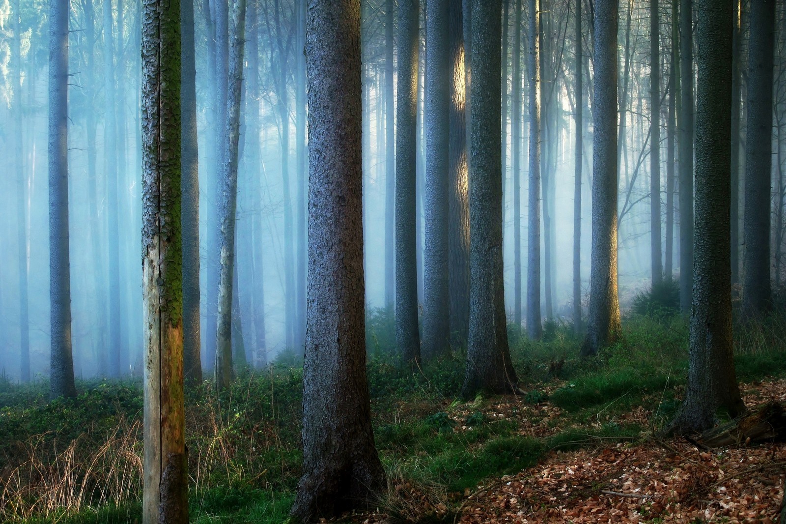 Bäume im wald mit einem blauen nebligen himmel. (waldland, wald, baum, kofferraum, hain)