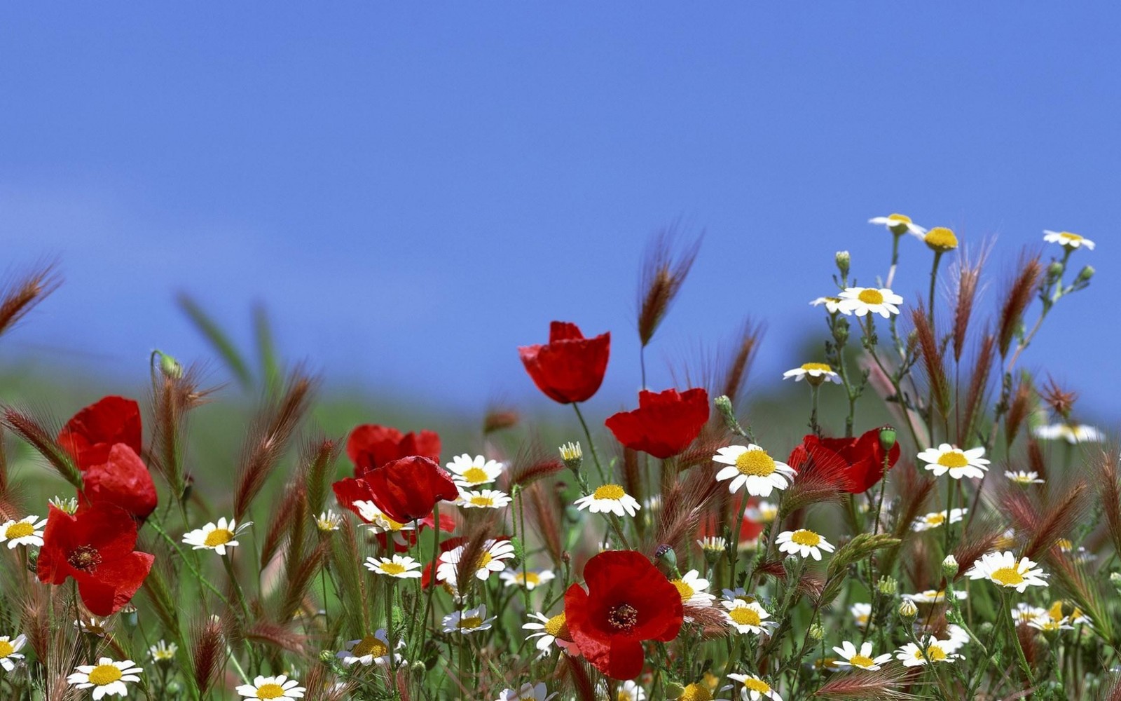 Il y a beaucoup de fleurs rouges dans le champ avec des marguerites blanches (plante à fleurs, fleur sauvage, prairie, printemps, flore)