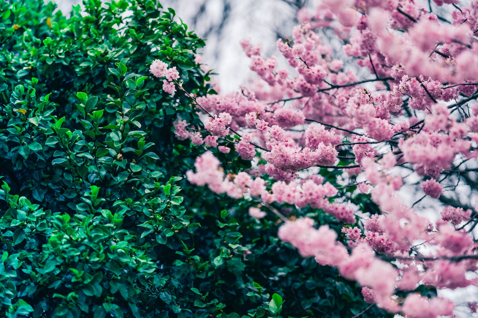 Il y a deux fleurs roses sur un arbre dans le parc (fleur de cerisier, feuilles vertes, fleurs roses, printemps, beau)