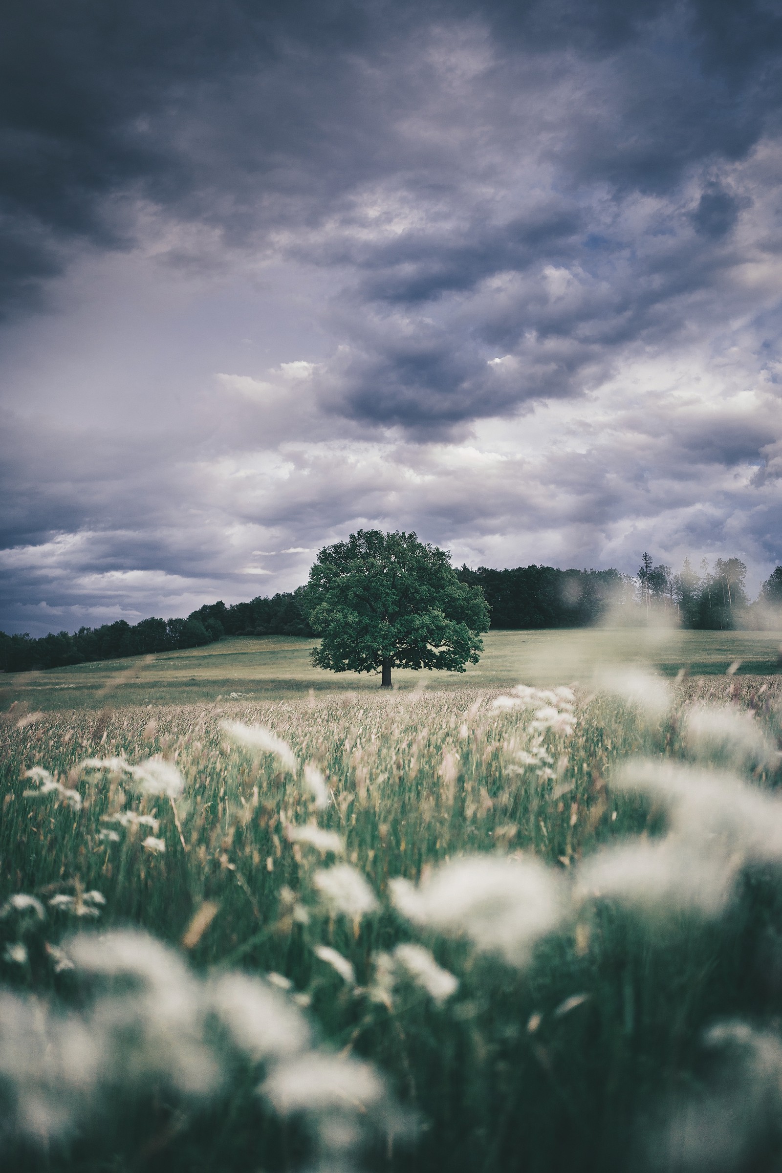 Es gibt ein feld mit einem baum und einem grasfeld (natur, wolke, pflanze, atmosphäre, natürliche landschaft)