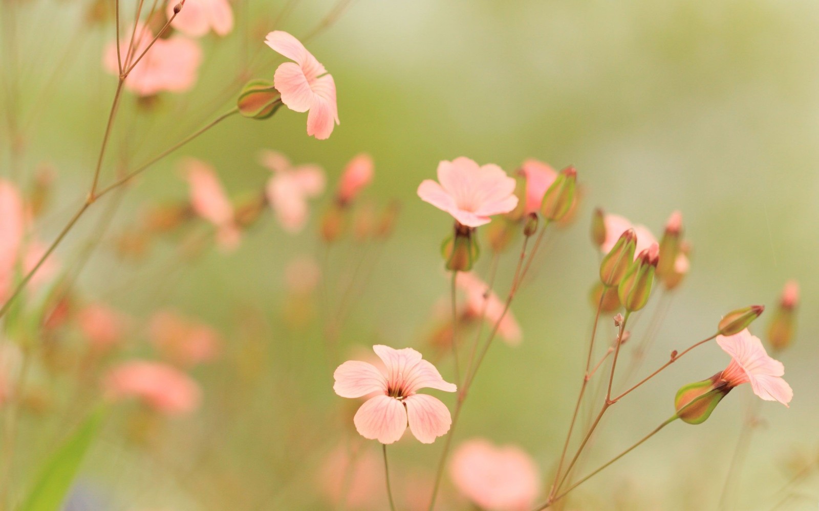 Hay flores rosas que crecen en la hierba (flor, verano, rosa, planta, pétalo)