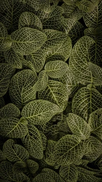 Intricate Patterns of Leaf Symmetry