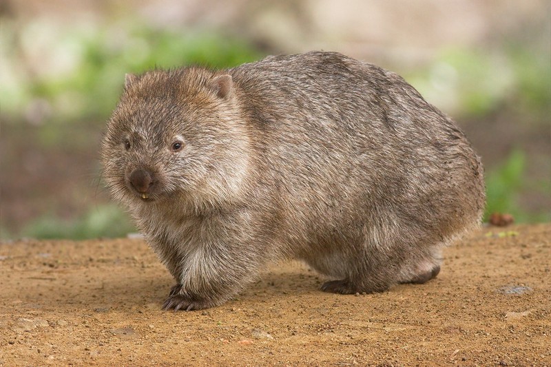 Маленькое животное, идущее по земле (австралия, вомбат, wombat, наземное животное, сумчатое)