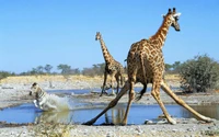 Giraffes and zebras at a waterhole in Etosha National Park, showcasing the vibrant wildlife of the savanna ecosystem.