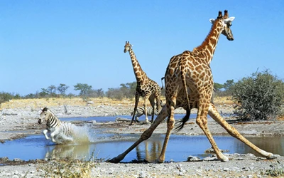 Jirafas y cebras en un bebedero en el Parque Nacional Etosha, mostrando la vibrante vida salvaje del ecosistema de la sabana.