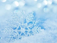 frozen, snow, snowflake, winter wallpaper