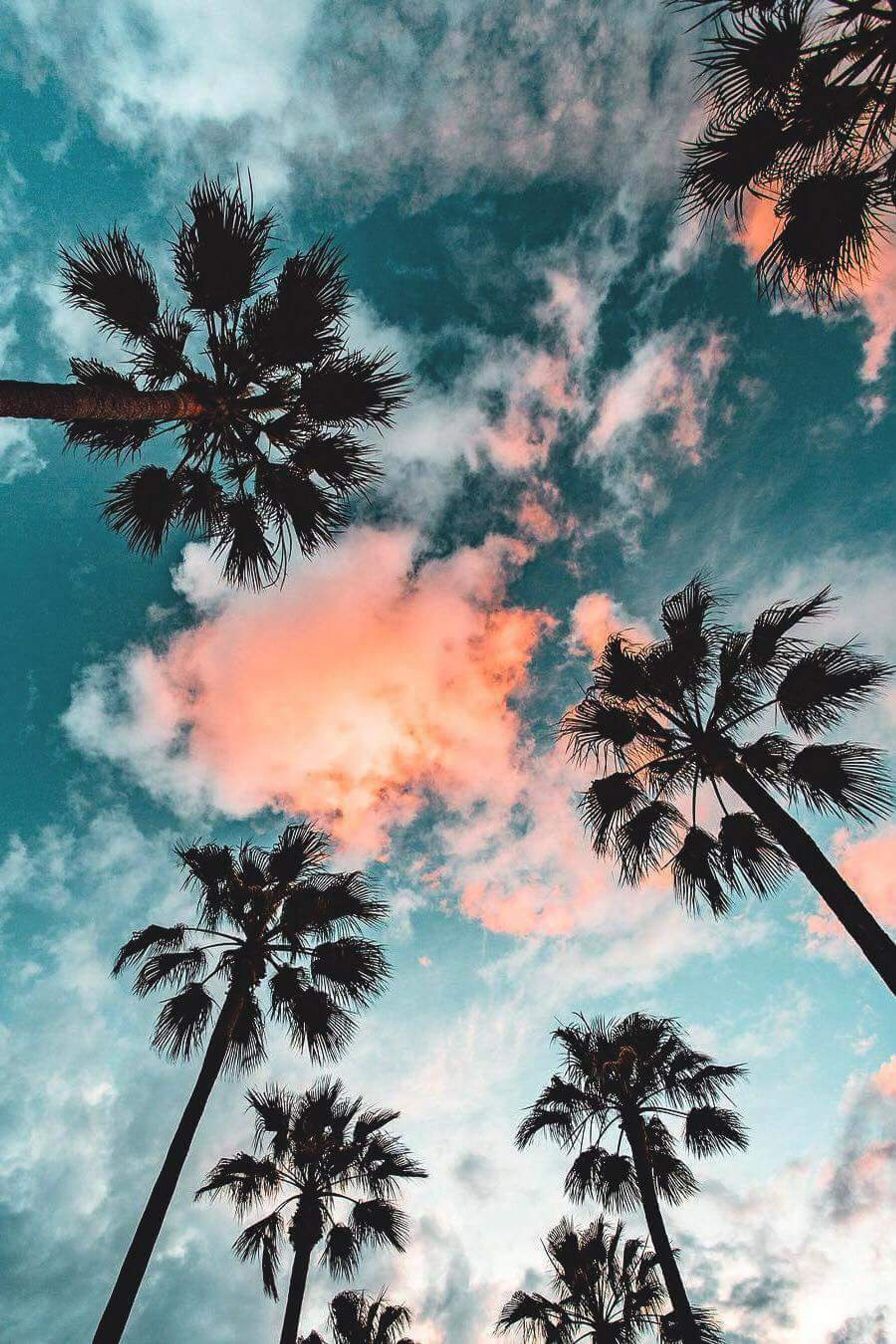 Palmeras contra un cielo nublado con nubes rosas (playa, cielo, púrpura)