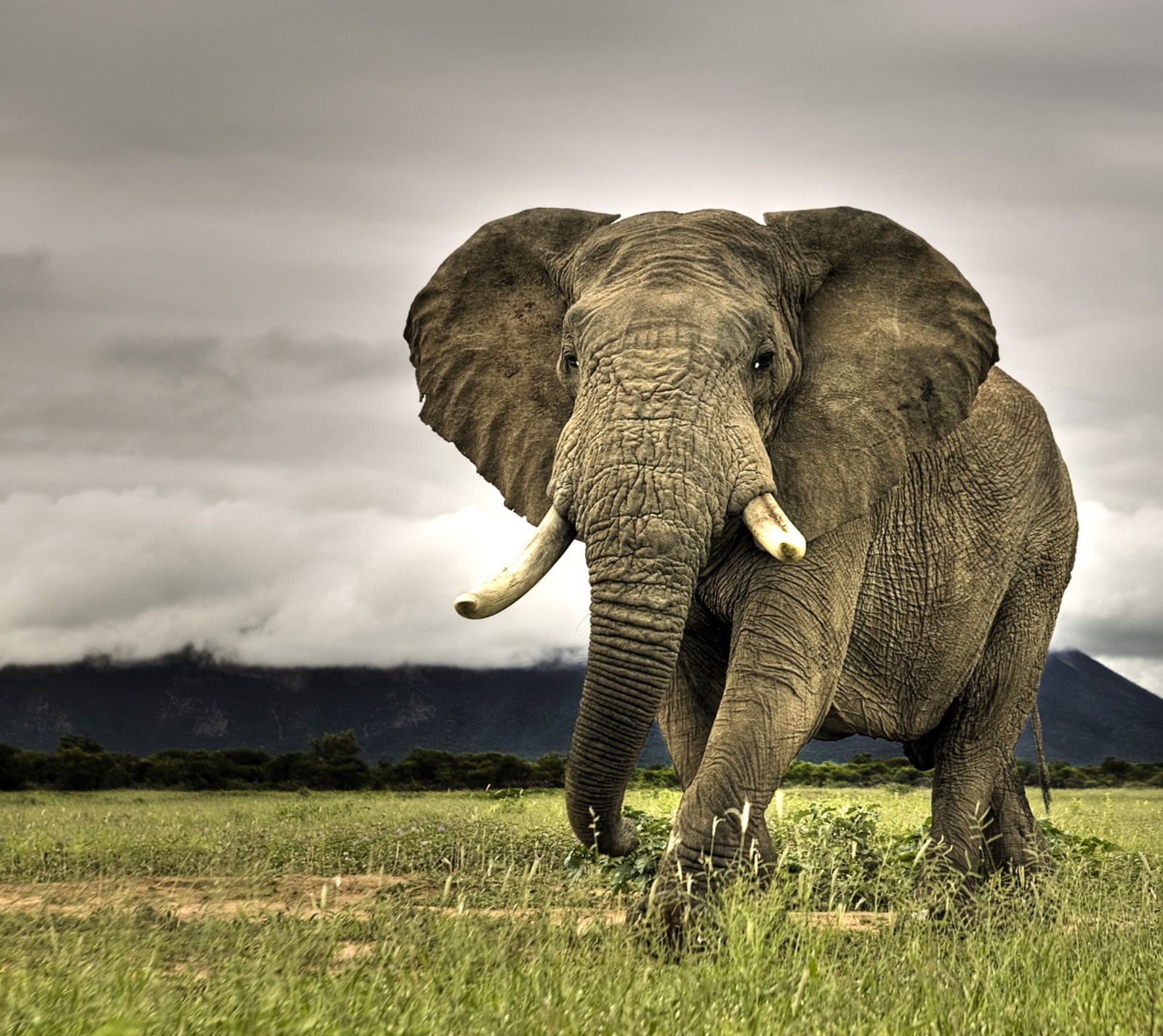 Un grand éléphant marchant dans l'herbe (animal, grand, sauvage)