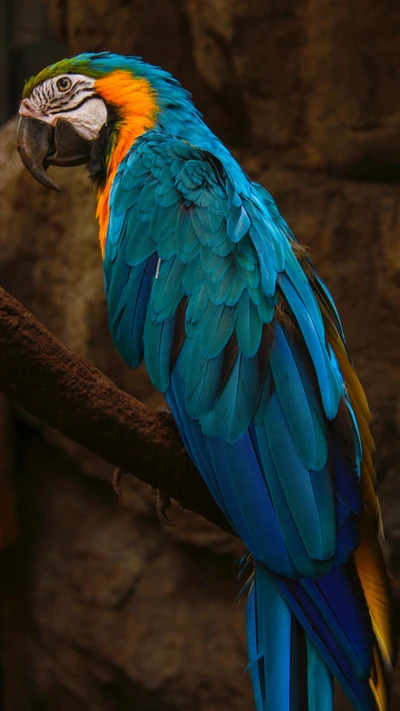 Vibrant Blue and Yellow Macaw Perched Gracefully