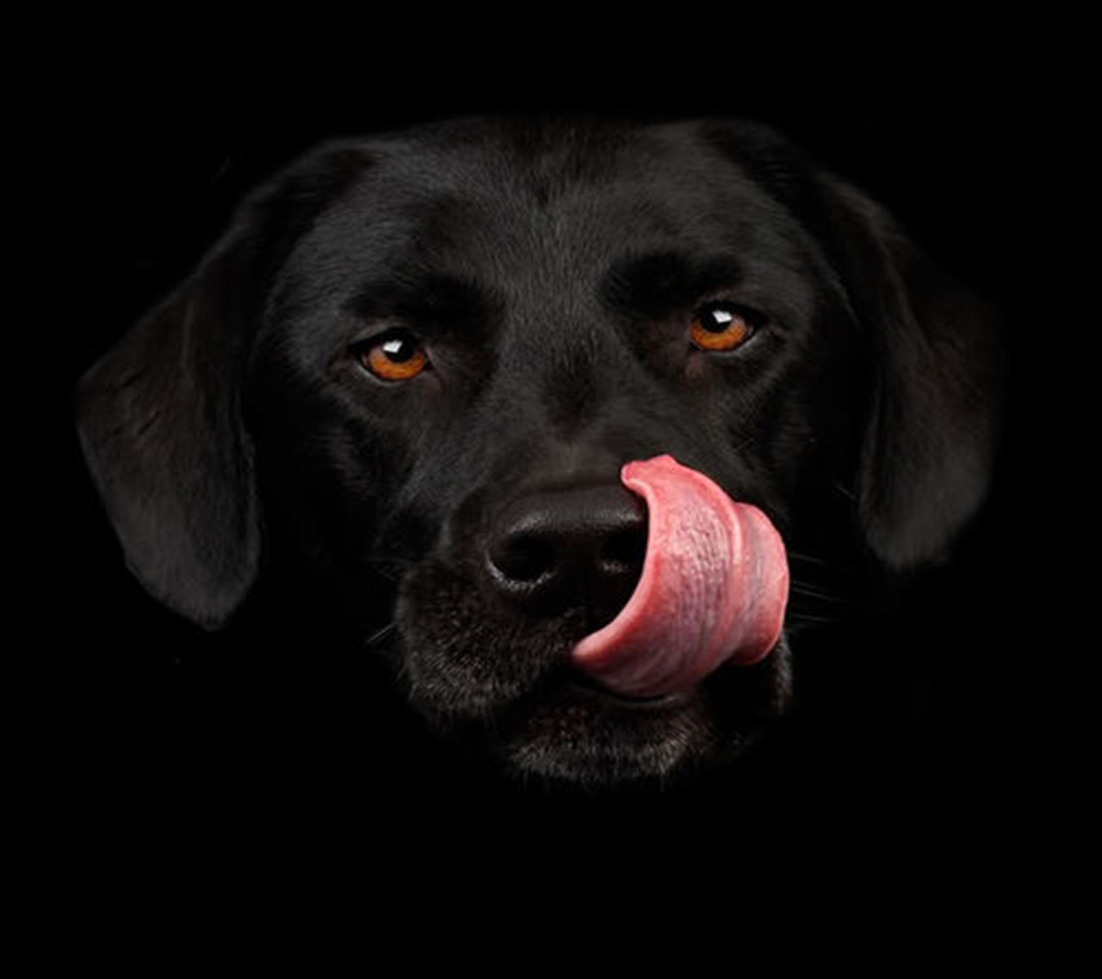 Arafed black dog with tongue sticking out of mouth (black, dog)