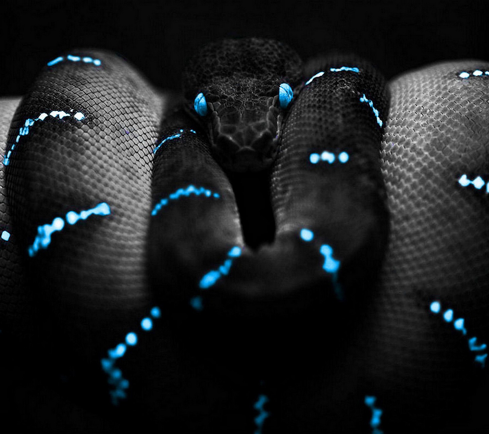 A close up of a snake with blue lights on its skin (black, blue, dark, evil, ophidian)