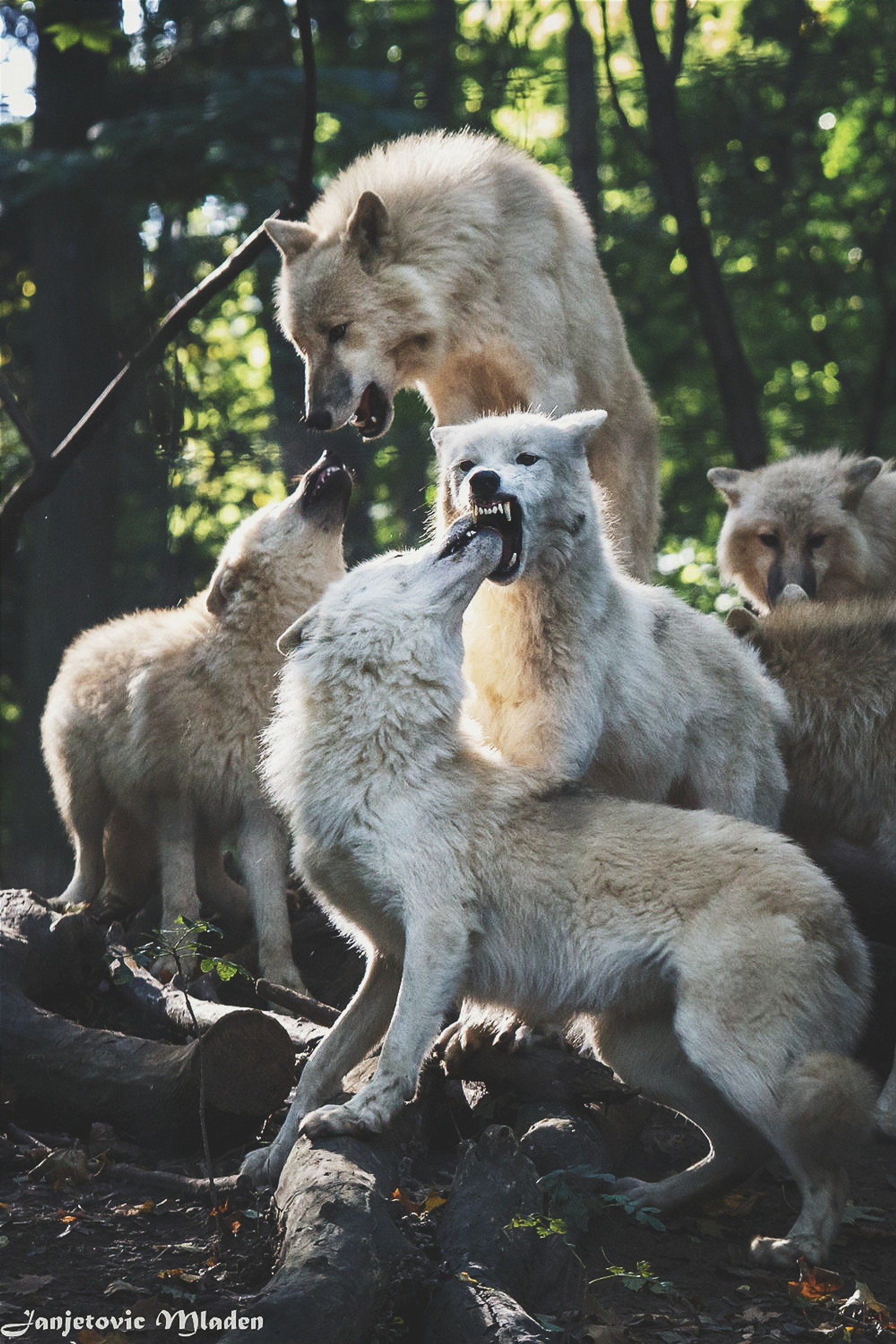 There are many white wolfs standing on a rock in the woods (cloud, family, grey, hd, moon)