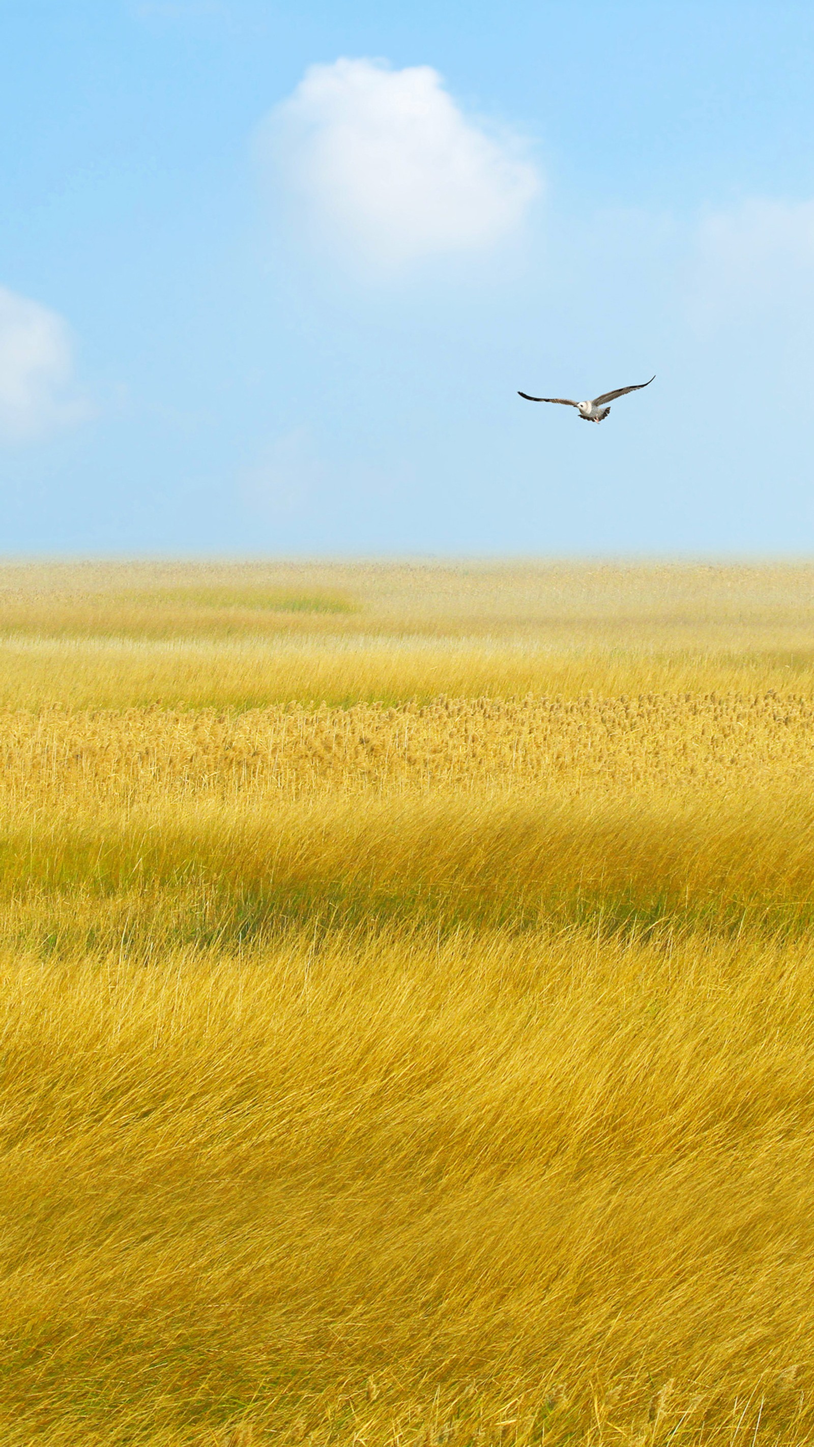 Baixar papel de parede campo, terra