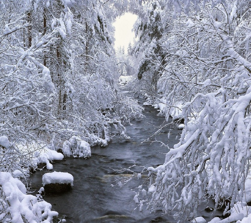 Снежные деревья и вода в ручье в лесу (зима)