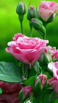 Rosas pink vibrantes em meio à vegetação exuberante