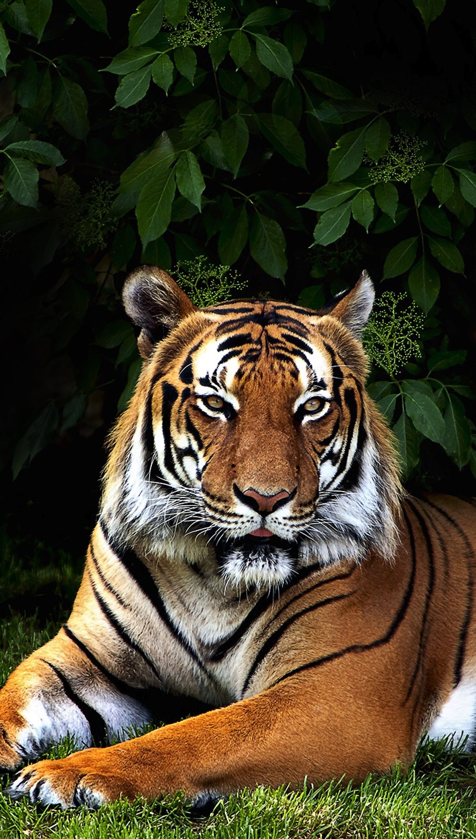 Il y a un tigre allongé dans l'herbe (animal, couleurs, hd, iphone, animal de compagnie)