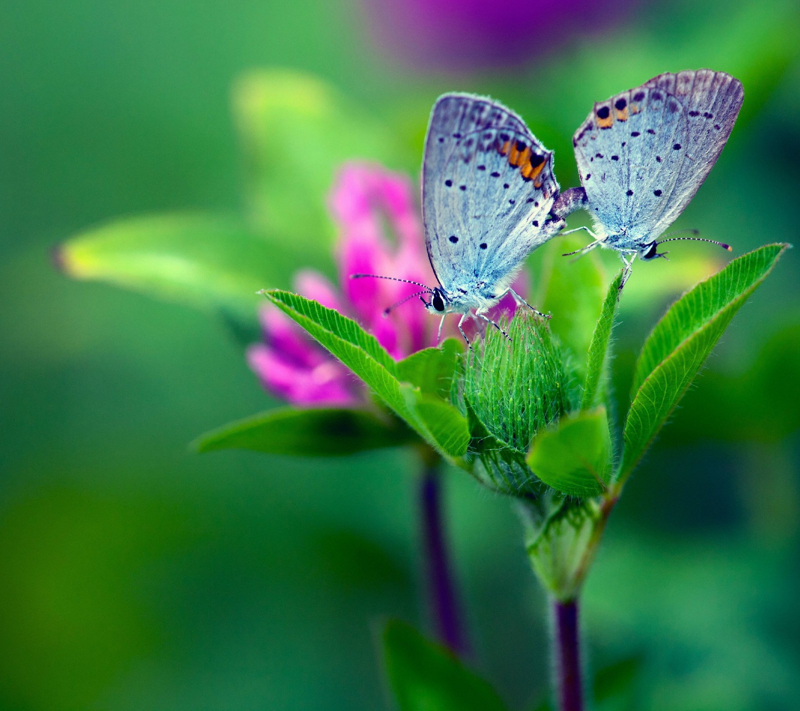 Hay dos mariposas sentadas sobre una flor (4k, mariposa, flor, verde, hd)