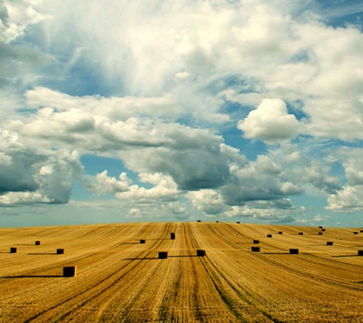 Amplios campos dorados bajo un cielo azul y nubes esponjosas