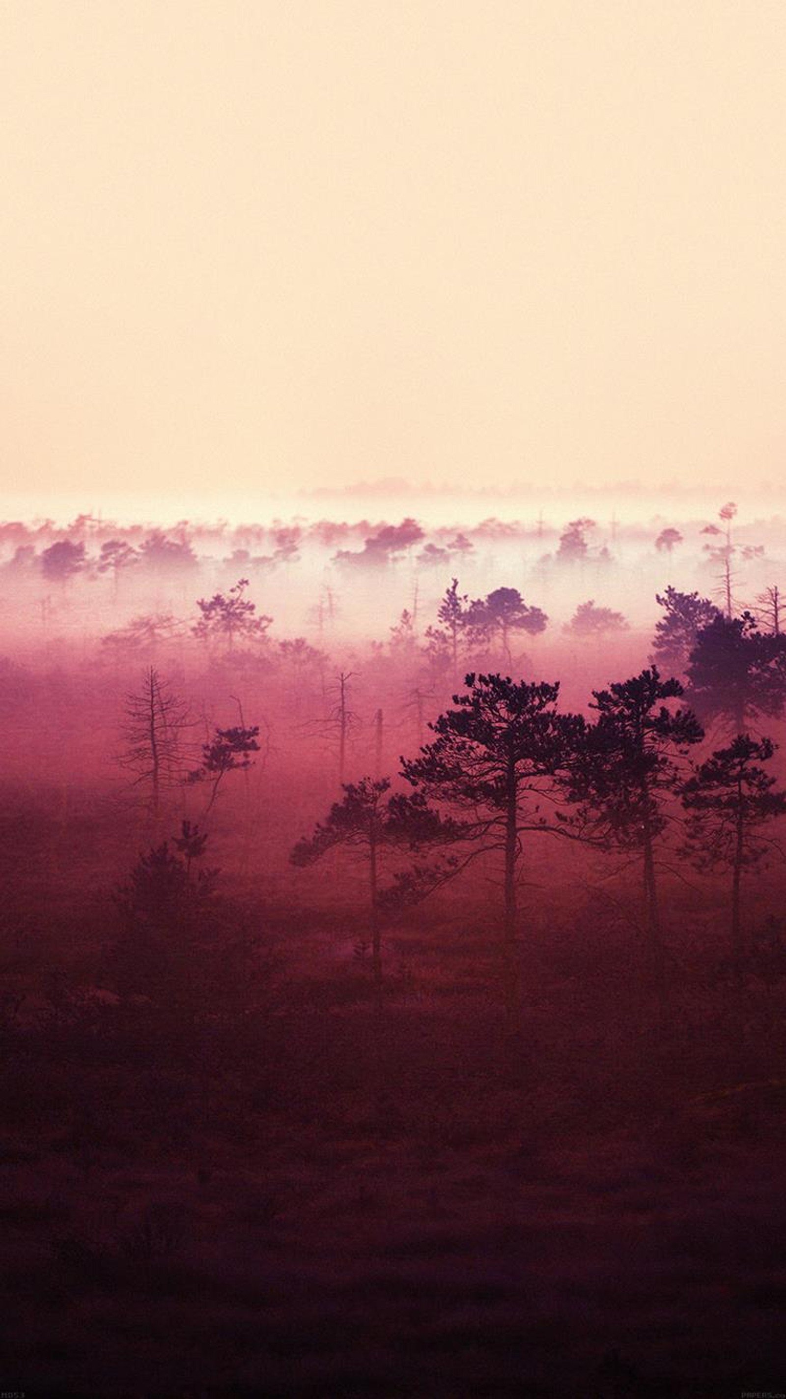 Nebliger himmel mit bäumen und nebel im vordergrund (staub, wald, rosa, bäume)