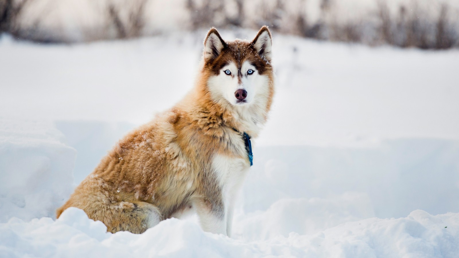 There is a dog that is sitting in the snow (winter, snow, husky, dog)