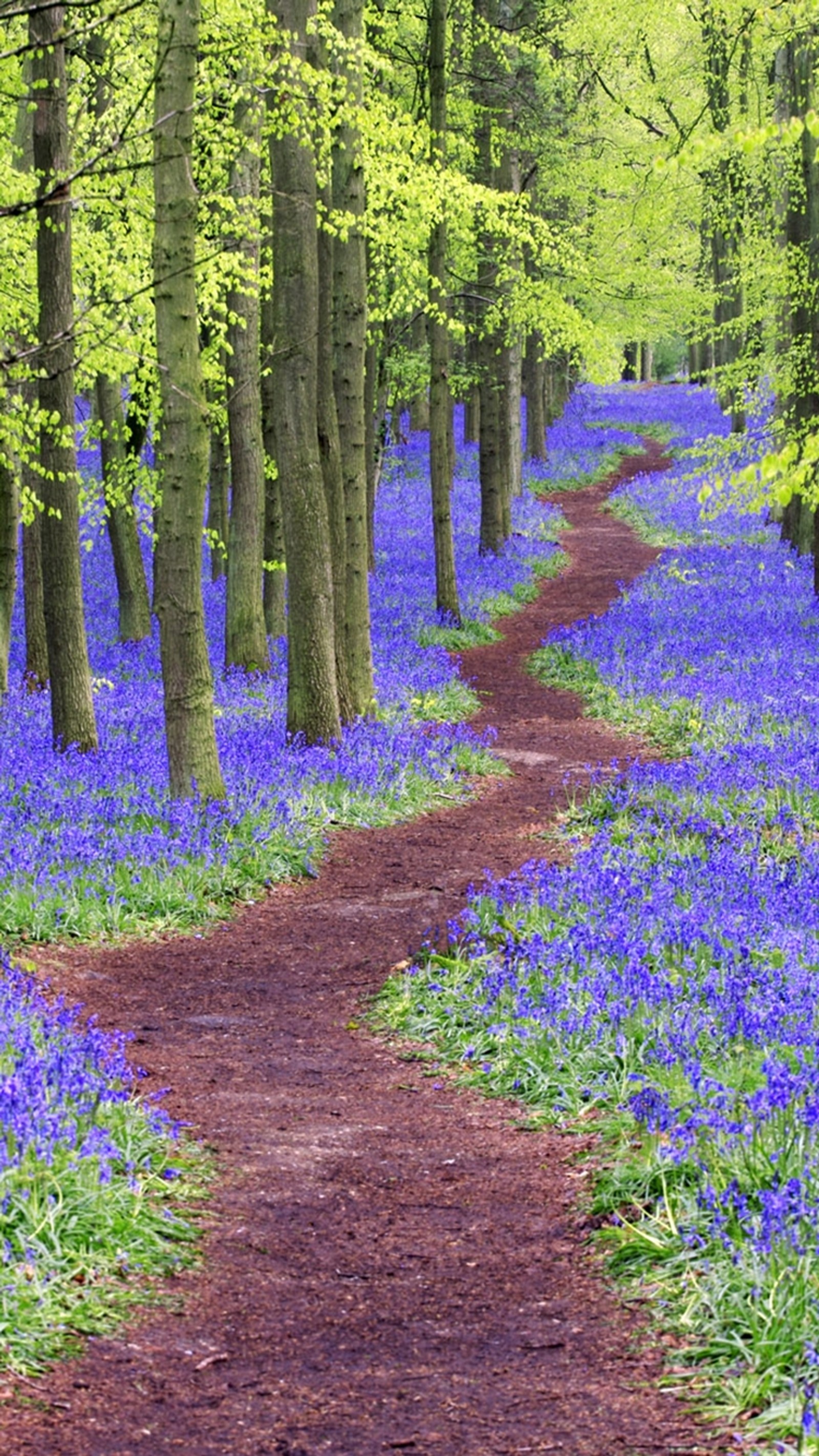 Arafed path through a forest with bluebells in spring (flowers, grove, woods)