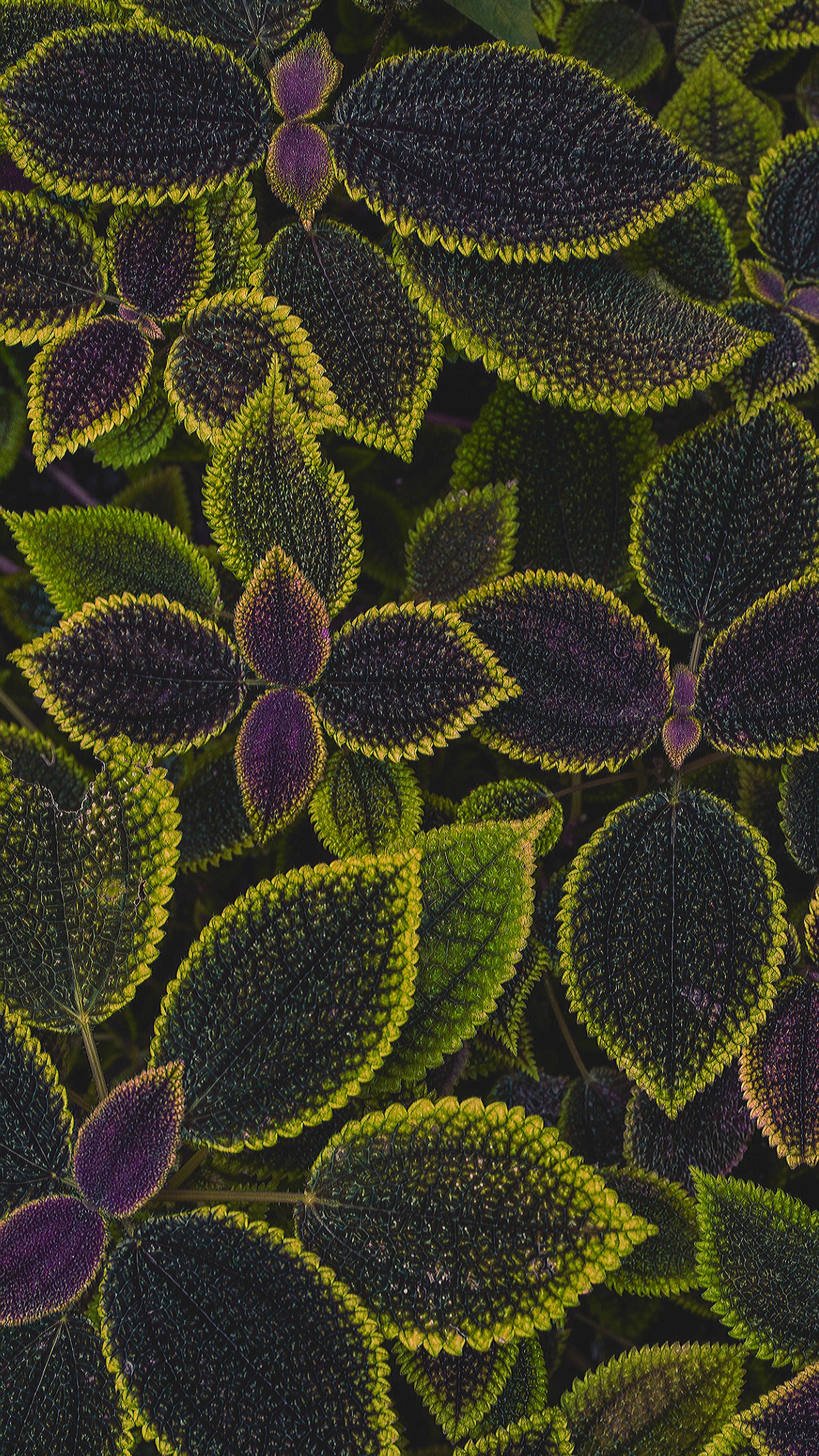 A close up of a plant with many leaves on it (leaf, nature)